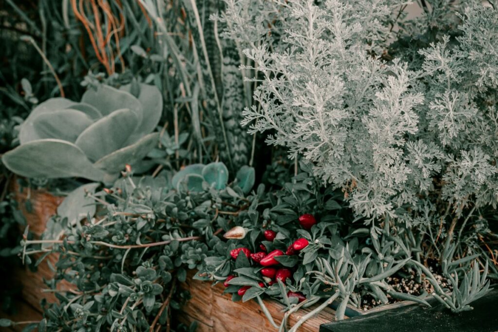 comment protéger les plantes en pot du gel