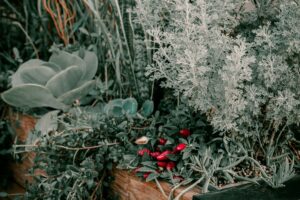 comment protéger les plantes en pot du gel