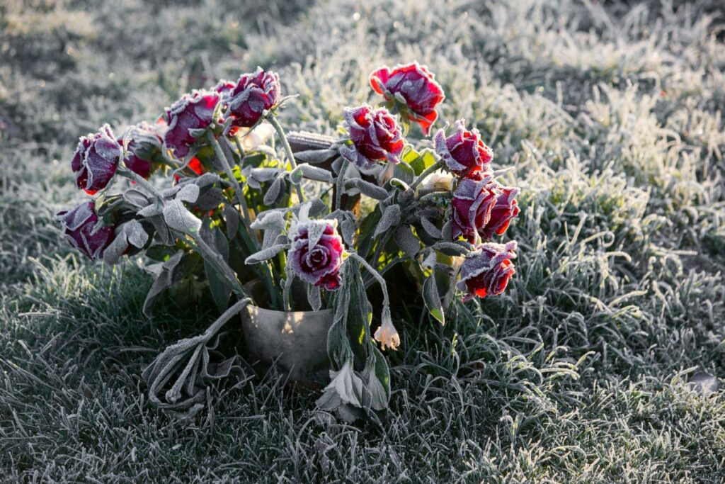 comment protéger les rosiers du gel en hiver