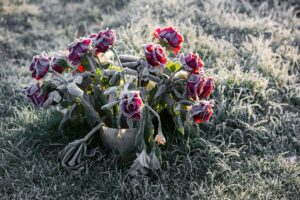 comment protéger les rosiers du gel en hiver