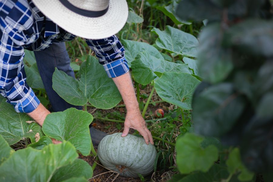 comment récolter les courges 2025