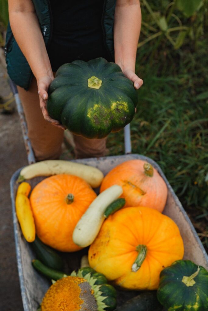 comment récolter les courges
