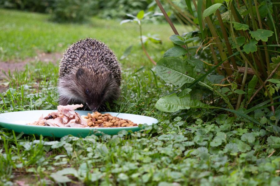 donnez à manger et à boire aux hérissons dans le jardin