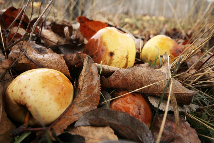 enlever les feuilles et les fruits tombés à l'automne