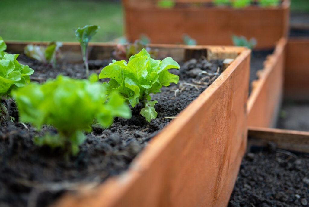 enrichir le sol d'un bac potager surélevé