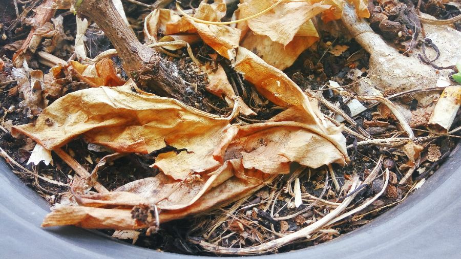faire du compost avec des feuilles mortes une bonne idée