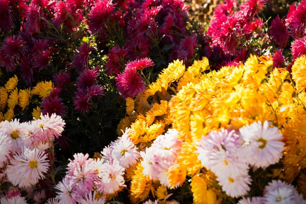 floraison des chrysanthèmes