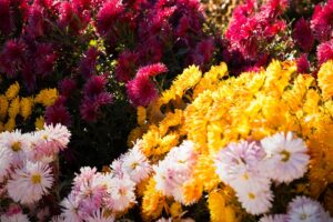 floraison des chrysanthèmes