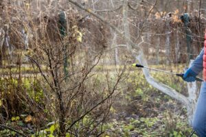 hiverner les arbres fruitiers 2025
