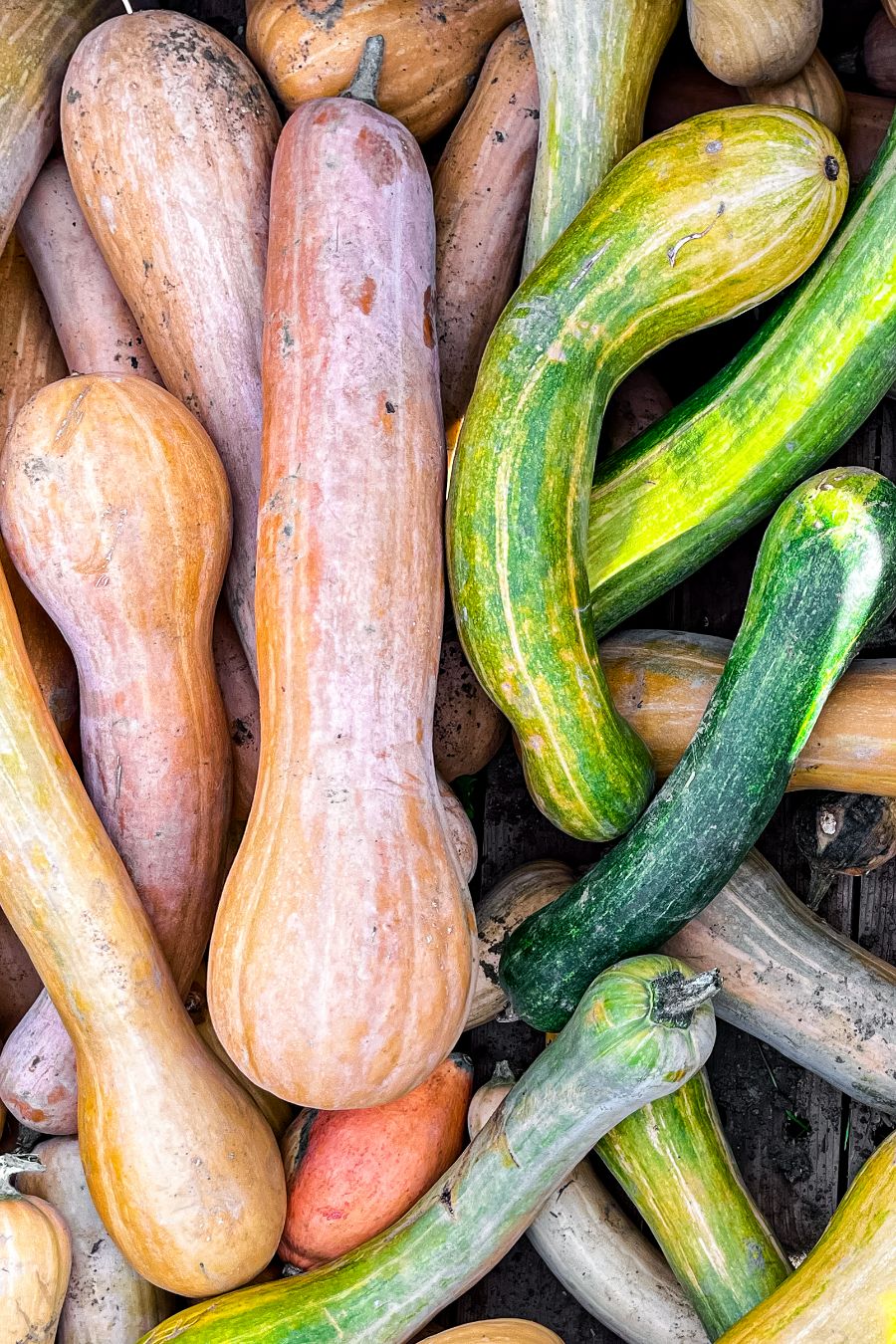 la courge longue de Nice à cultiver en France