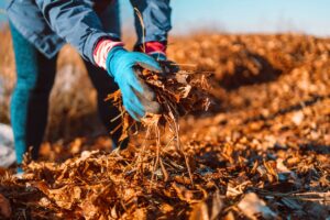 les avantages d'un compost de feuilles mortes