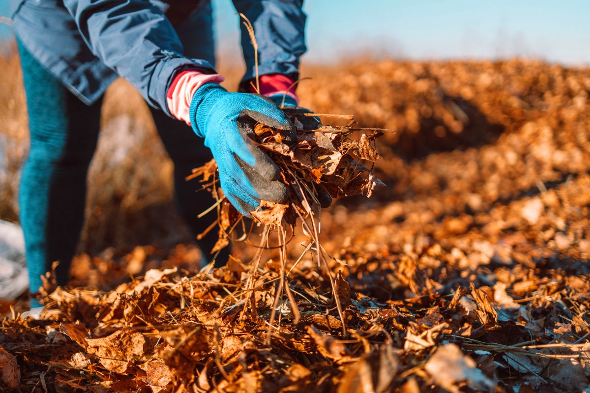 les avantages d'un compost de feuilles mortes