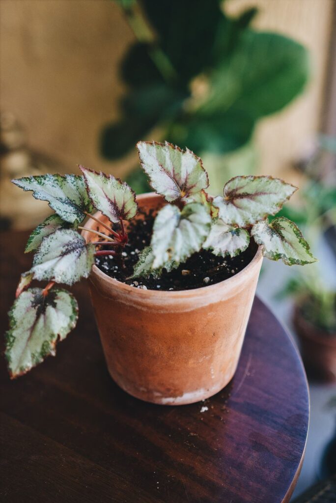 les begonias à rentrer à l'intérieur avant le gel