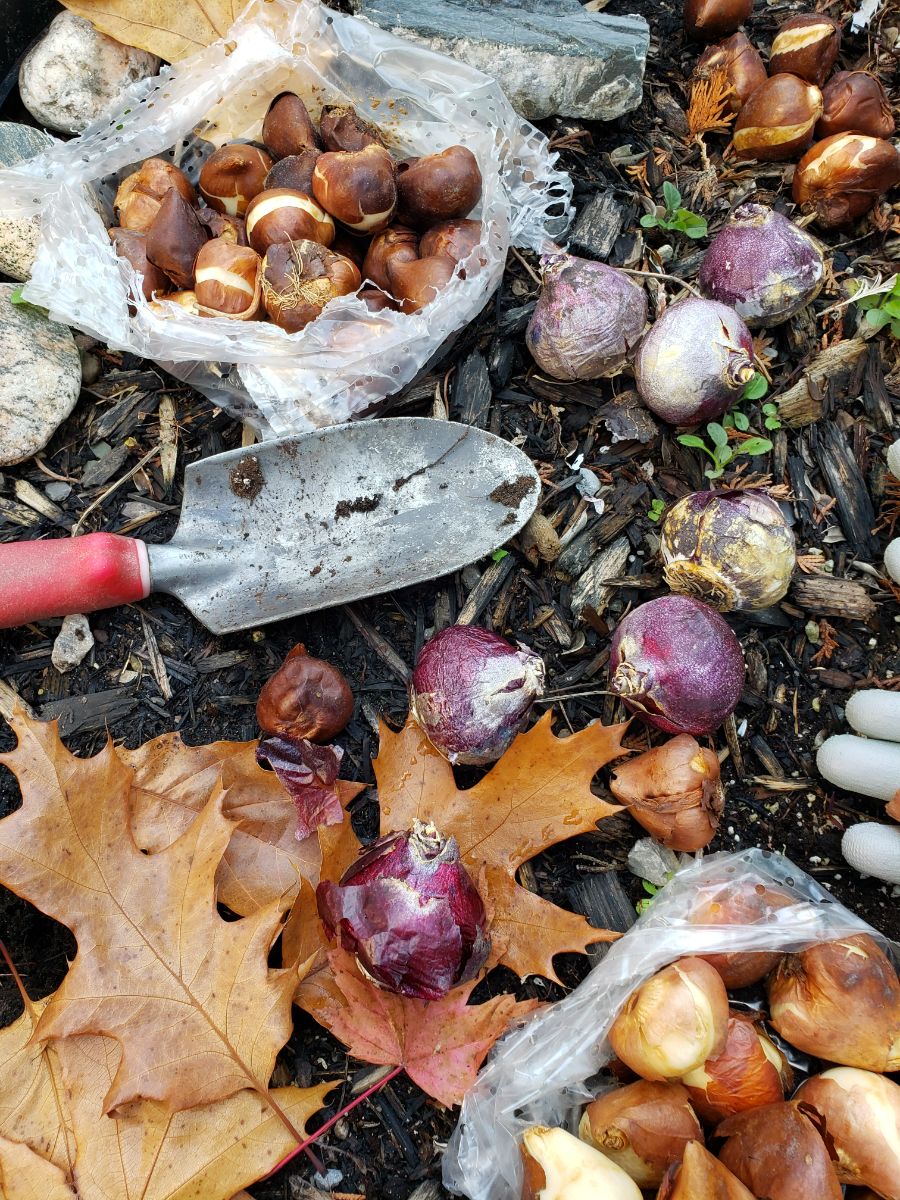 ne pas planter au bon moment les bulbes