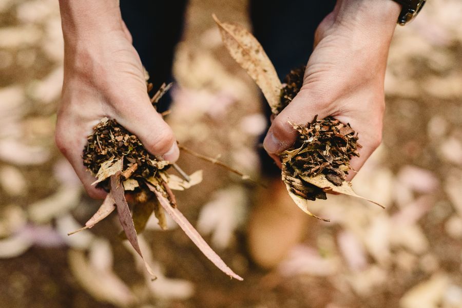 paillis de feuilles mortes pour protéger les roses