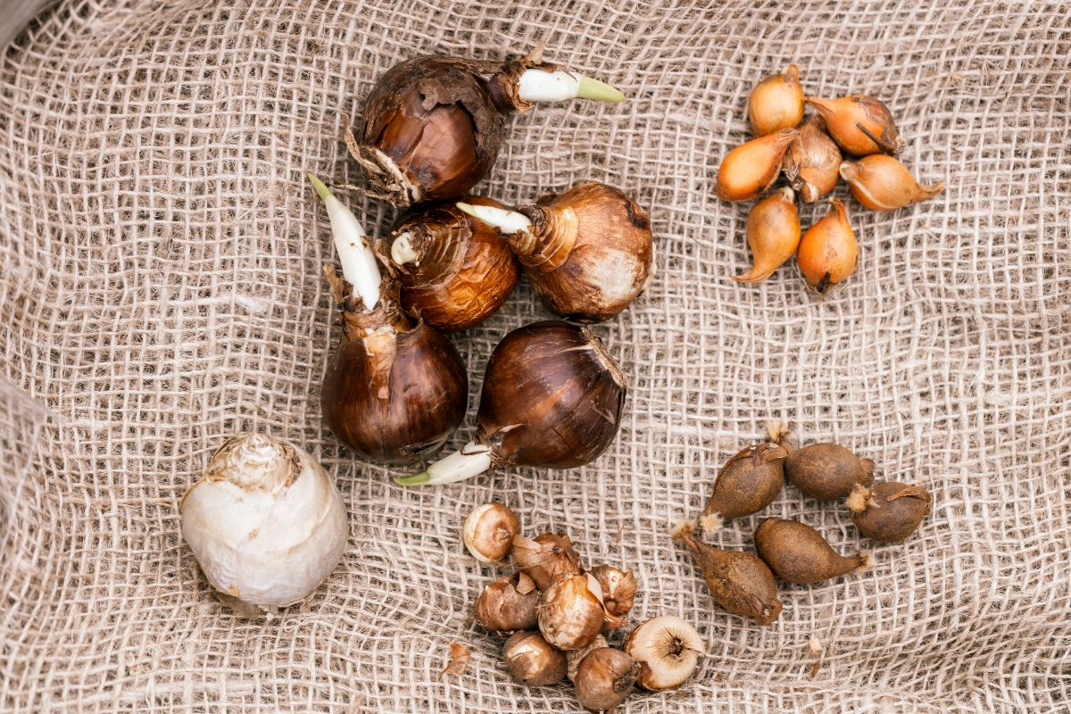 planter des bulbes à l'automne