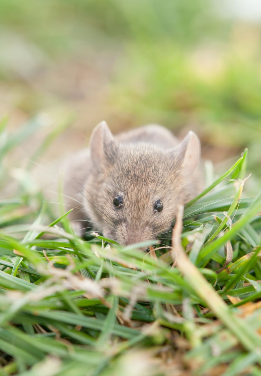 protection contre les souris sur les fruitiers