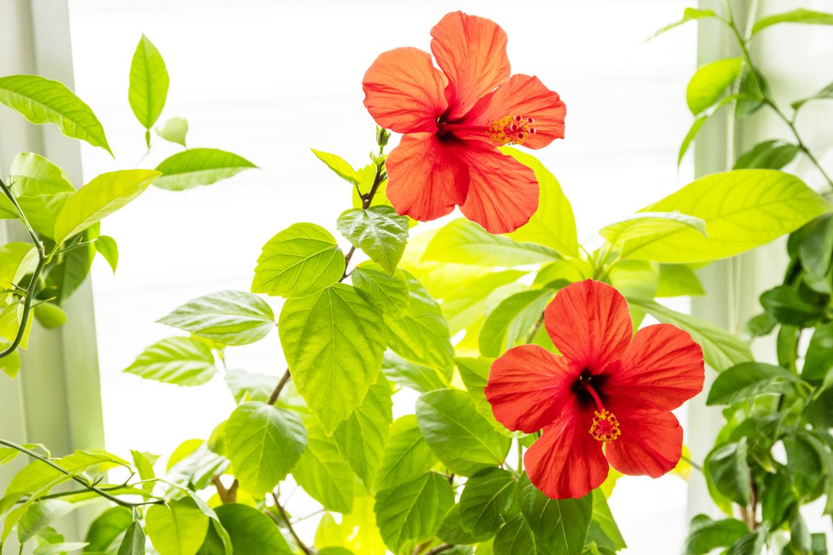 quand et comment hiverner un hibiscus