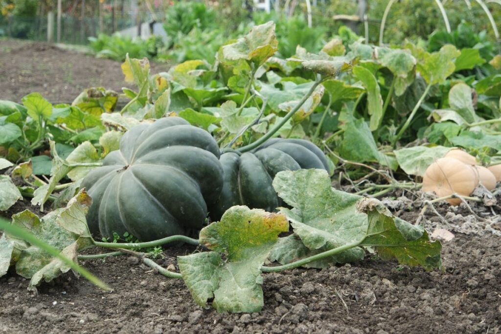quand et comment récolter la courge