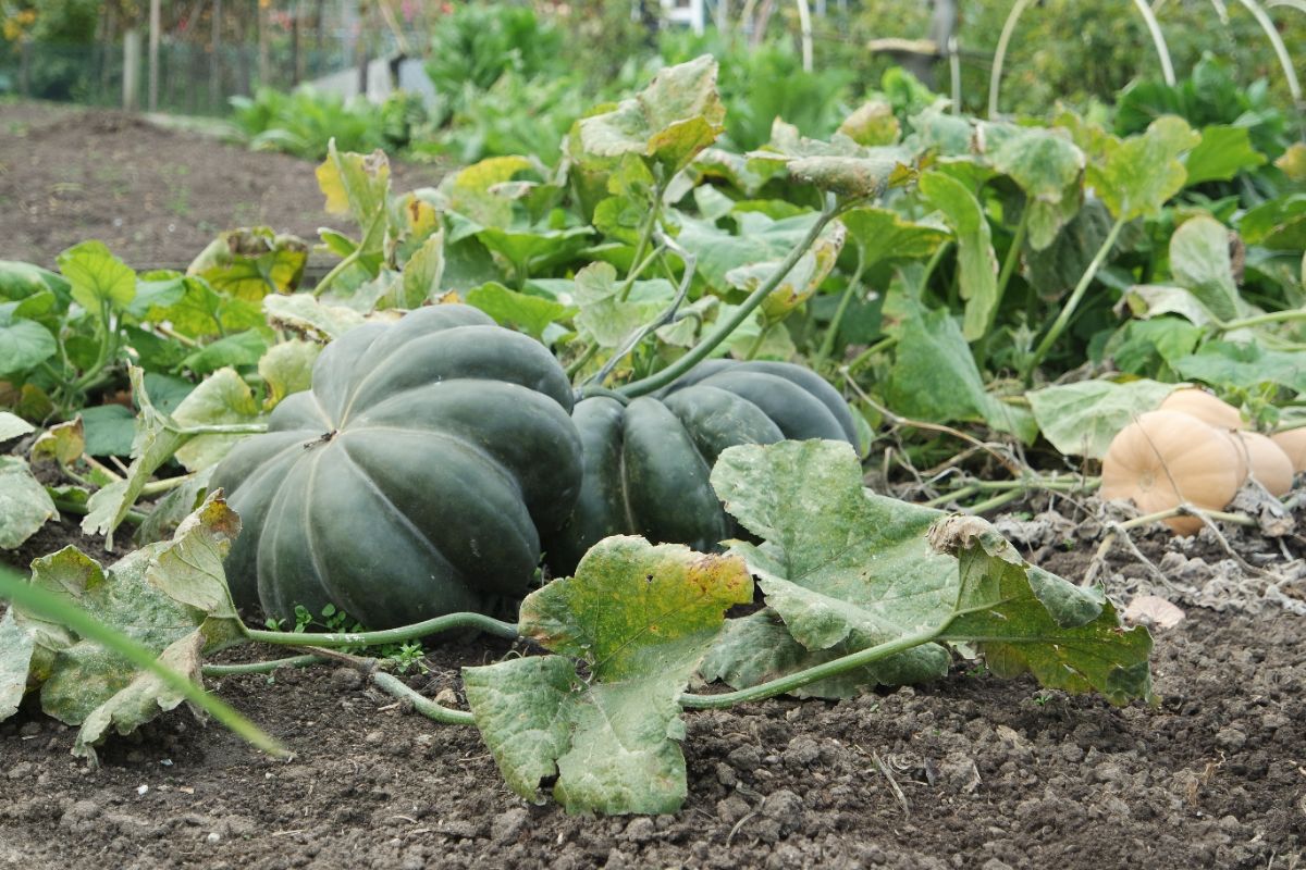 quand et comment récolter la courge