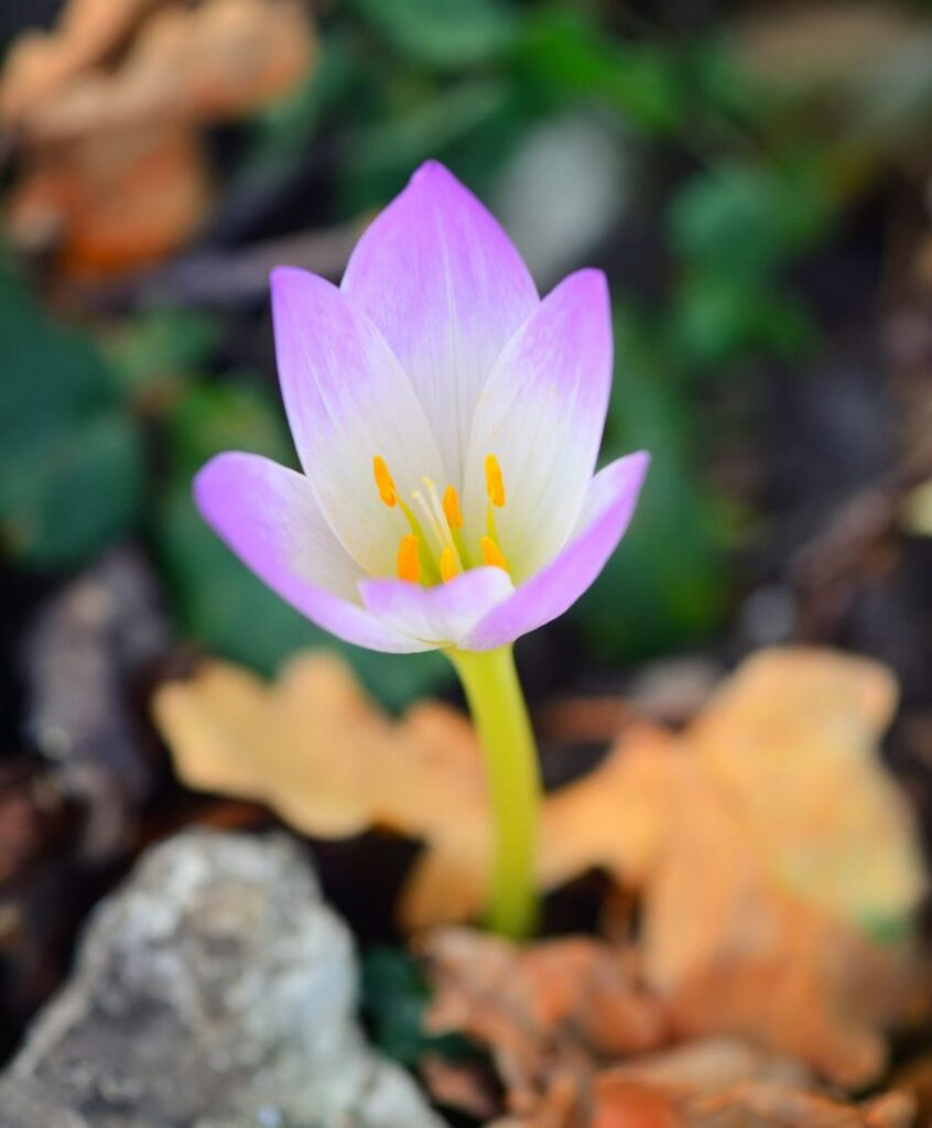 quel entretien pour faire fleurir le colchique
