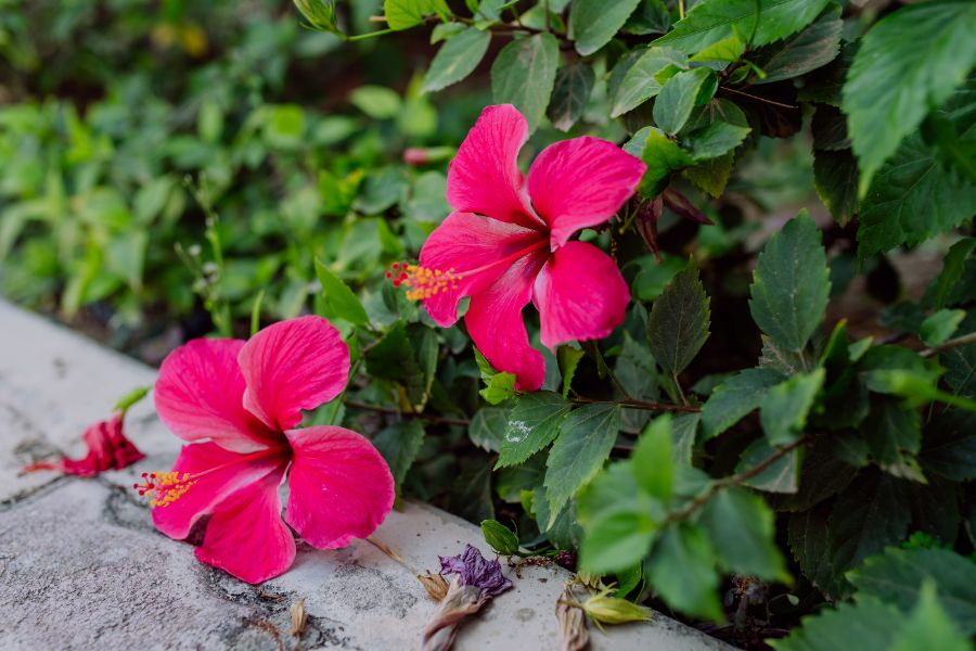 quel entretien pour hiverner un hibiscus