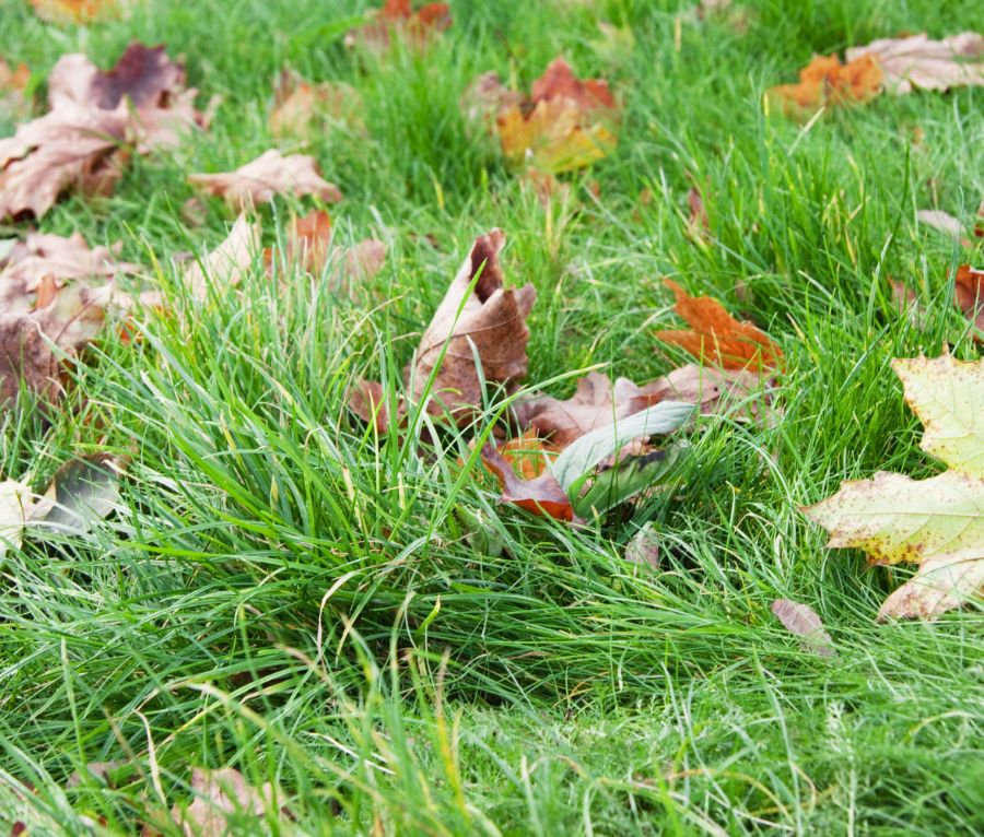 ramassez les feuilles comme travaux au jardin en octobre