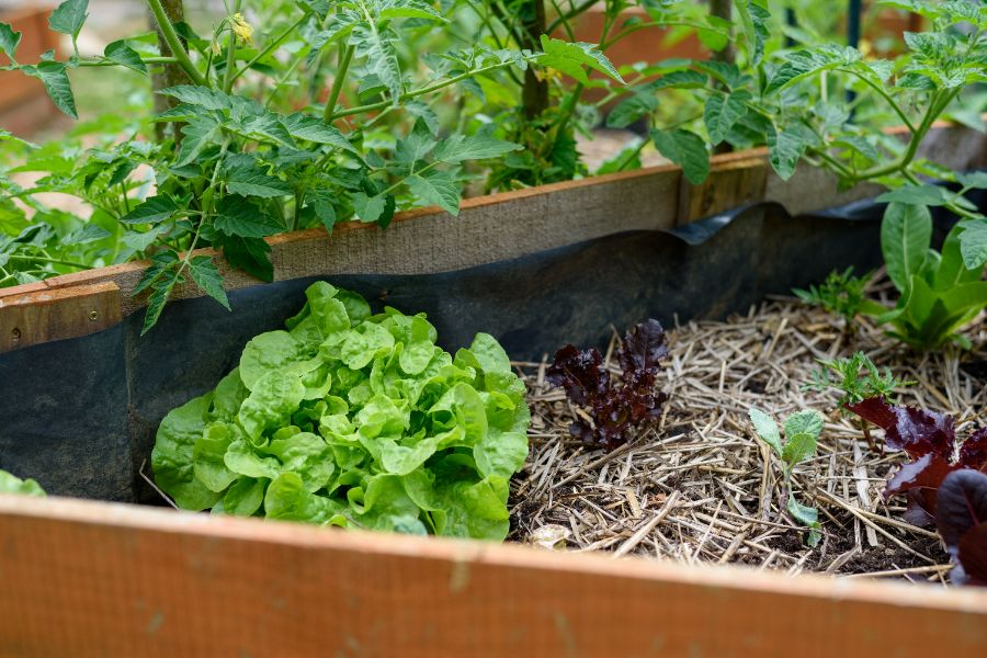 rotation des cultures dans un bac à potager surélevé