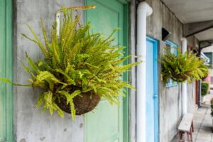 soins des fougères en pots pour qu'elles restent subliment en automne et en hiver