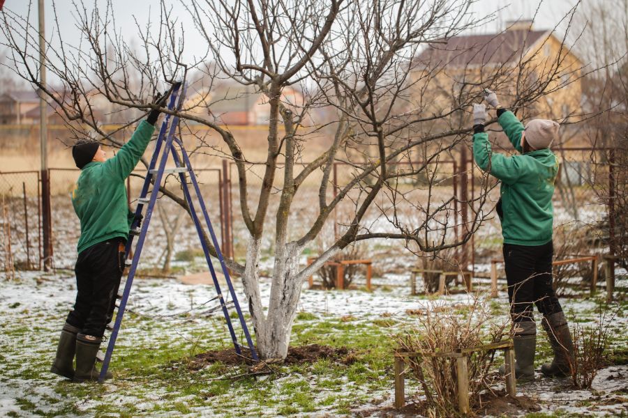 taillez légèrement les fruitiers en hiver