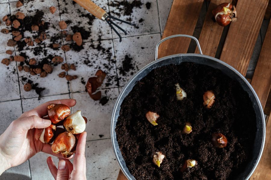 top 5 des erreurs à éviter pour planter des bulbes en automne