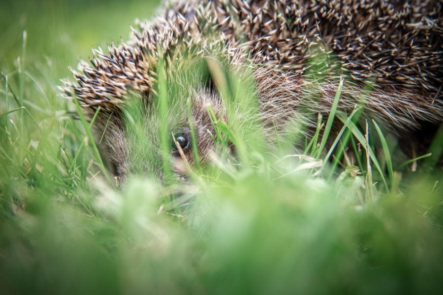 une haie comme cachette pour les hérissons au jardin
