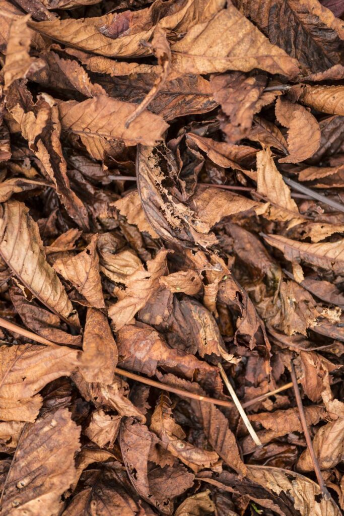 utiliser les feuilles mortes pour du compost ou du paillis