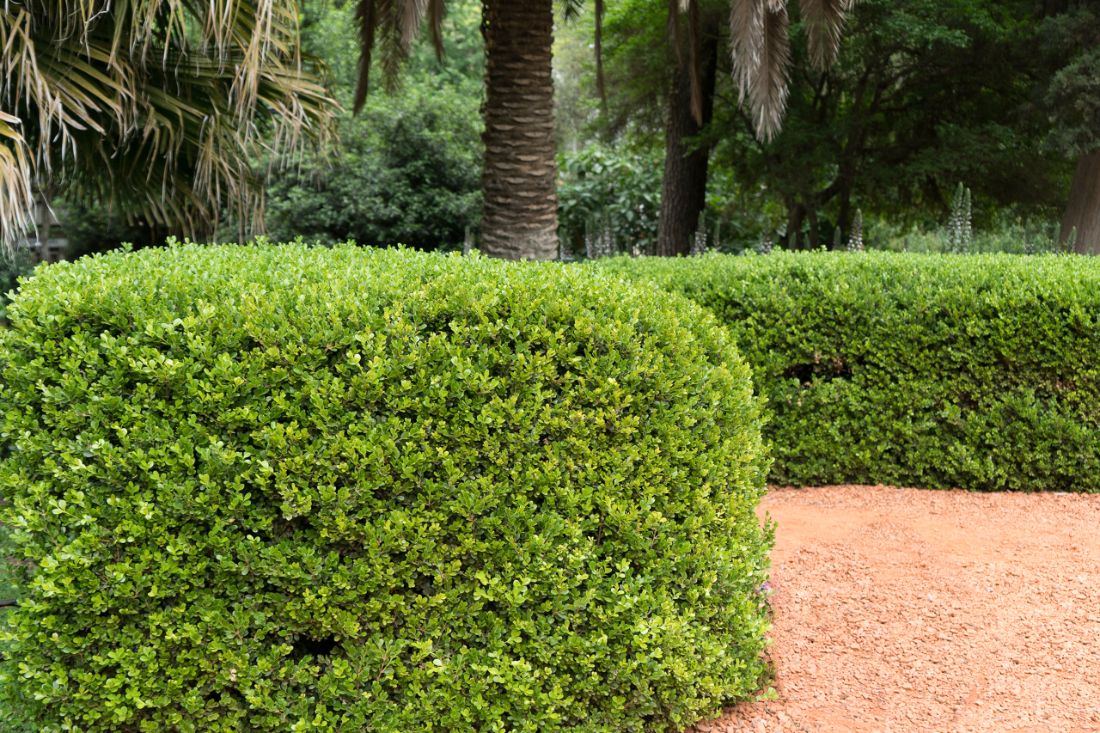 Buxus microphylla Faulkner est un buis très résistant à tailler selon ses envies artistiques