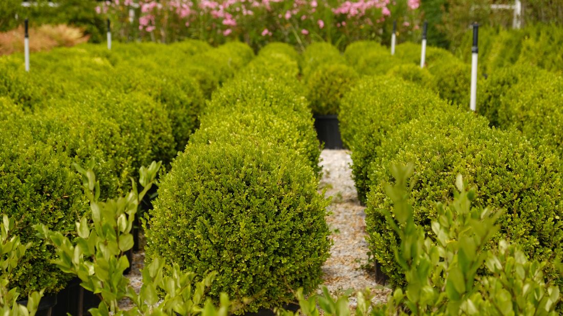 Buxus sempervirens Suffruticosa-une variété de buis classique du jardin à la française à considérer absolument