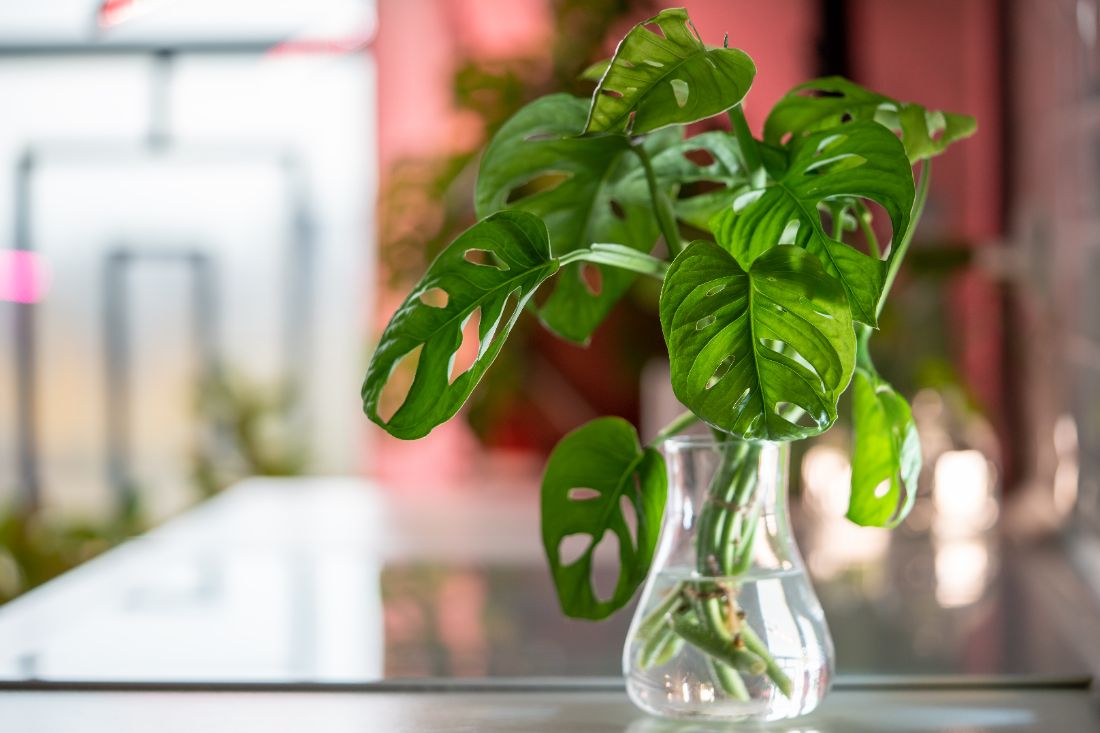 Comment cultiver des plantes en hydroponie maison-guide utile