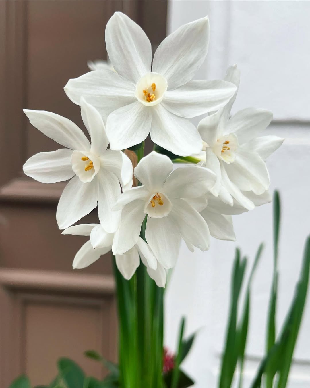 Narcisse paperwhite, floraison hivernale, forcer les bulbes