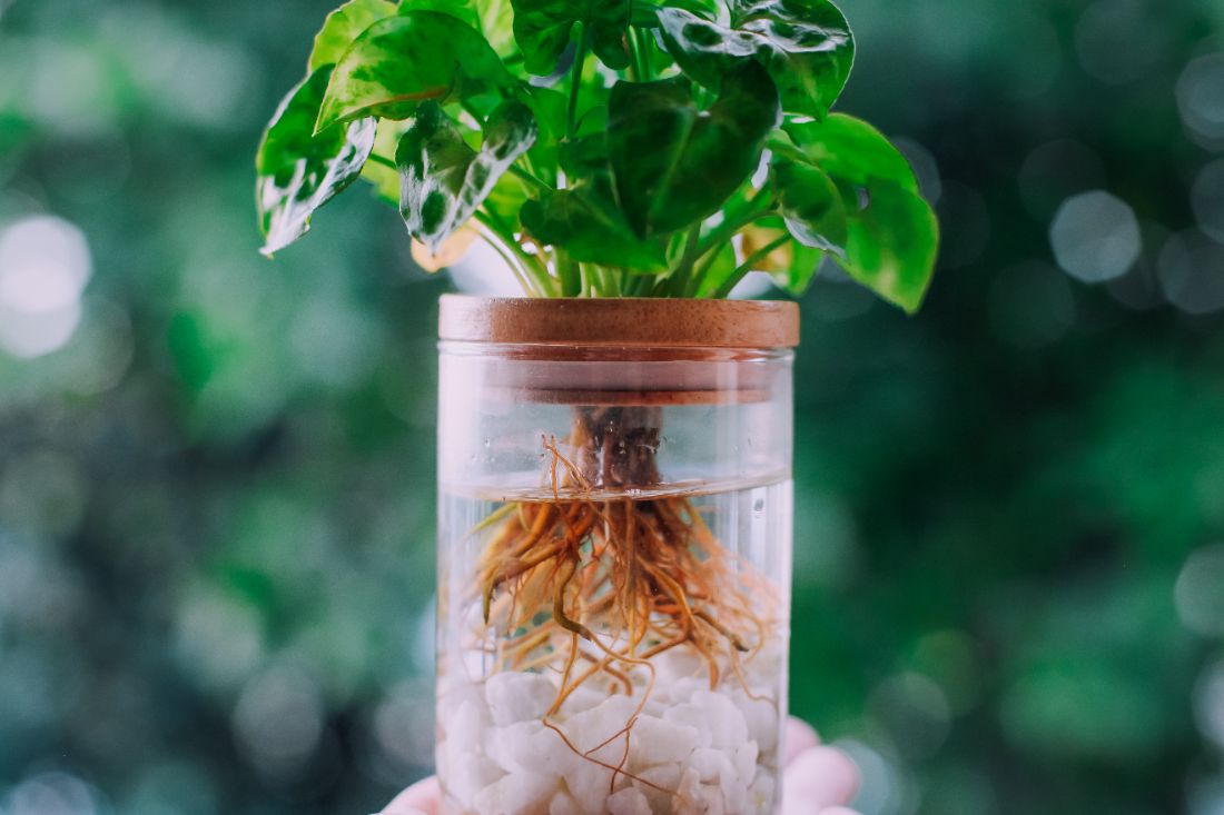 Plantes d’intérieur qui poussent dans l’eau sans terre-un entretien simplifié