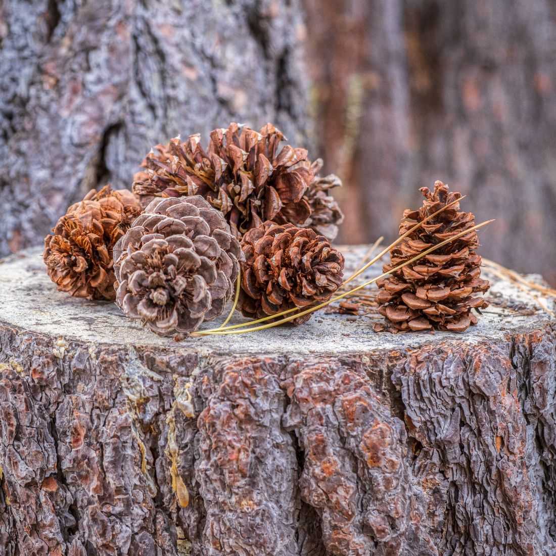Pourquoi faut-il vraiment nettoyer les pommes de pin avant de les utiliser en déco