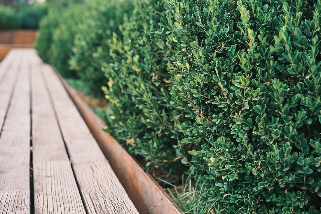 Pourquoi miser sur un buis résistant au gel