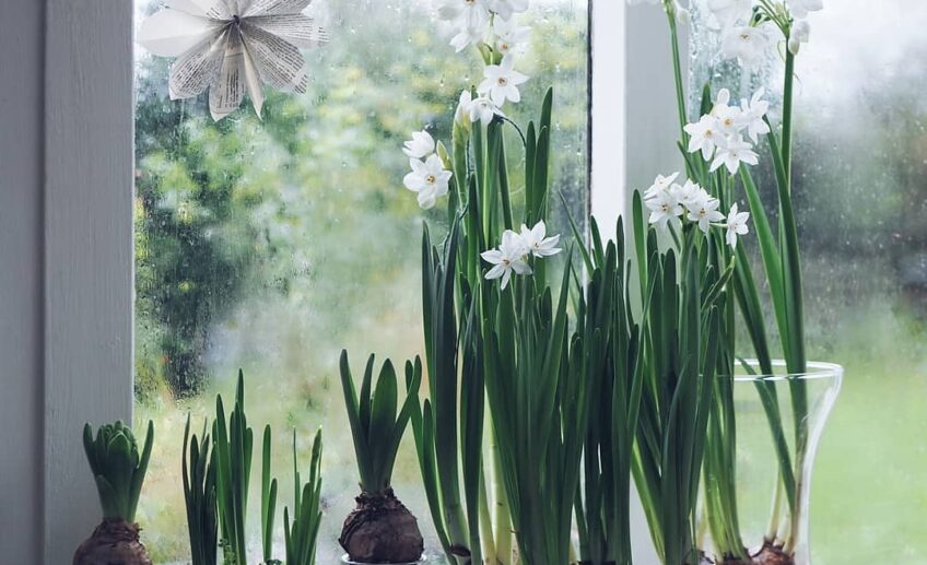 Quand et comment planter des bulbes narcisse pour qu’ils fleurissent à Noël