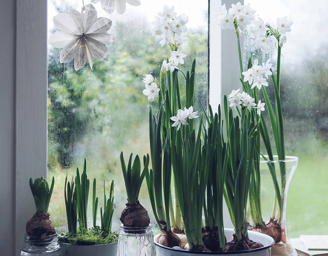 Quand et comment planter des bulbes narcisse pour qu’ils fleurissent à Noël