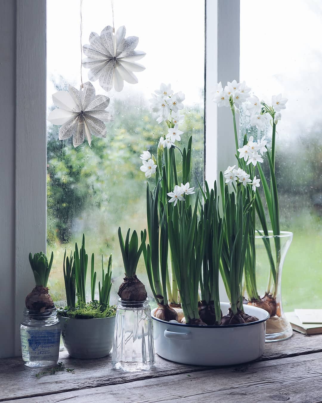 Quand et comment planter des bulbes pour qu’ils fleurissent à Noël