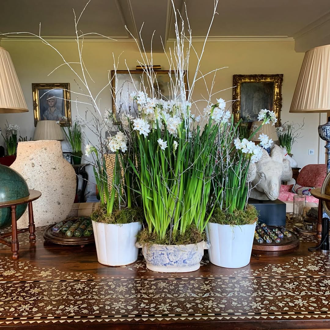 Quelle méthode de plantation des bulbes du narcisse papyracé