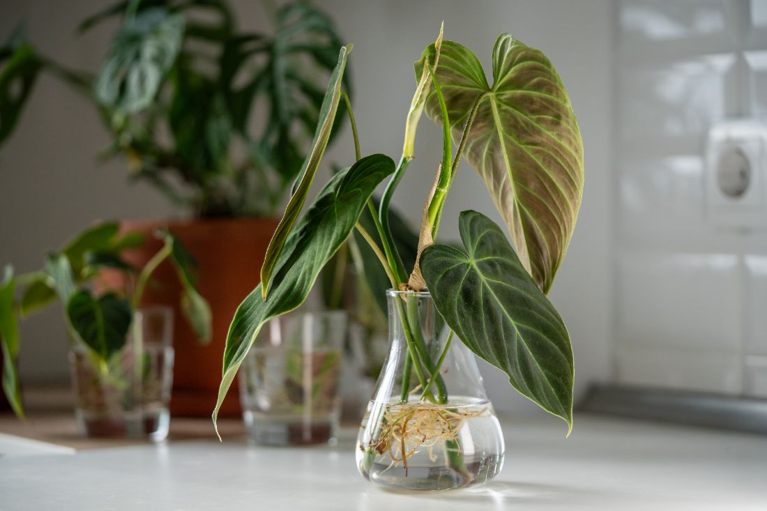 Quelles plantes cultiver dans l’eau toute l’année-philodendron en vase