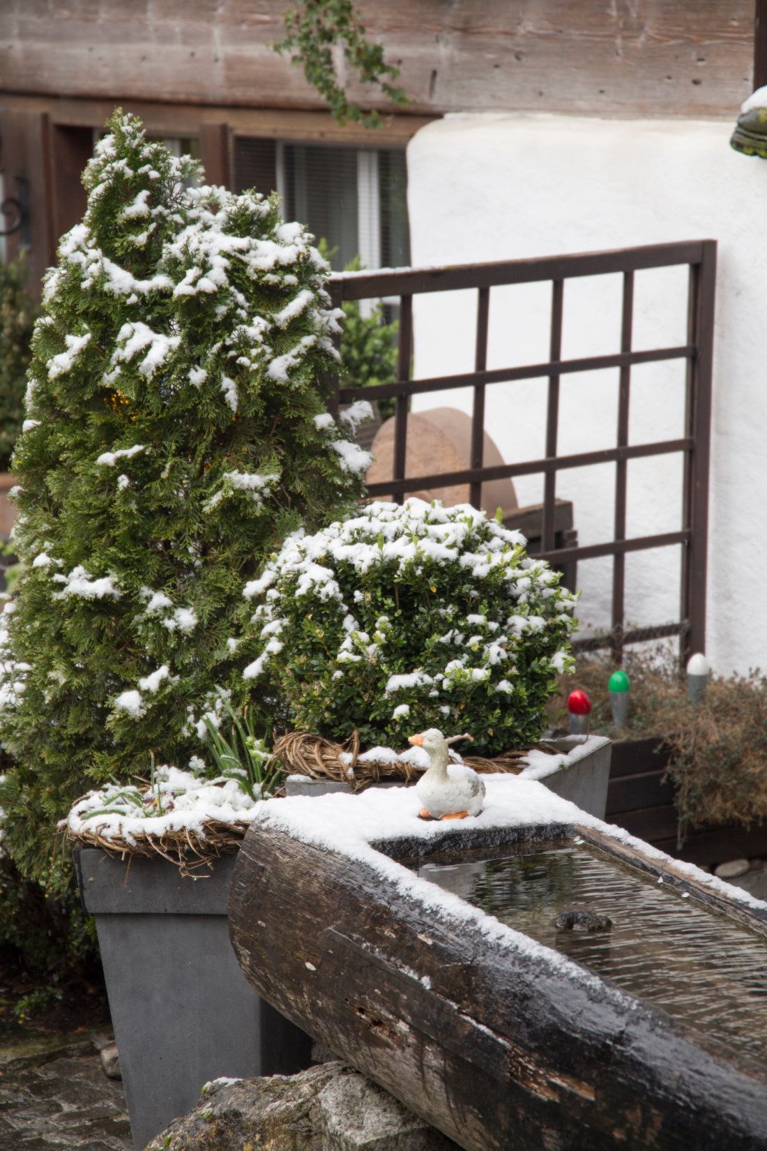 Vent froid sécheresse hivernale et buis comment protéger le feuillage persistant