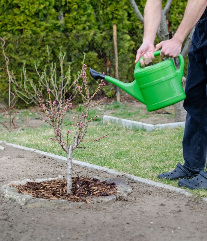 arroser les jeunes arbres avant l'hiver