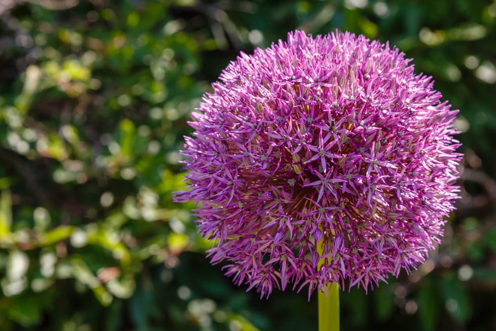 bulbes à planter en automne sans risque de rongeurs allium