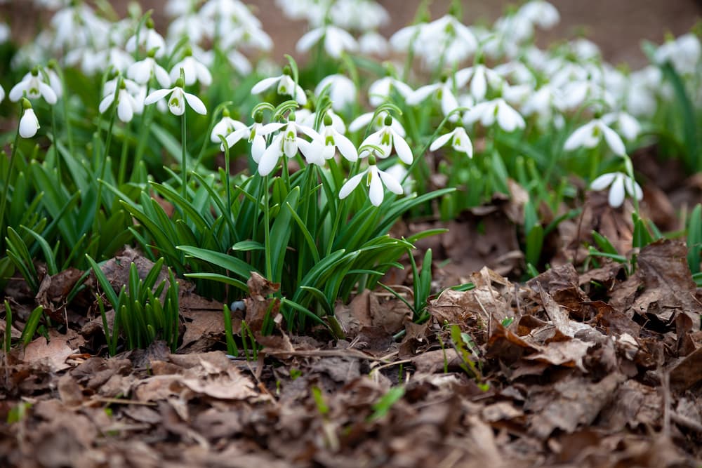 bulbes anti-rongeurs à planter au jardin en automne perce-neiges