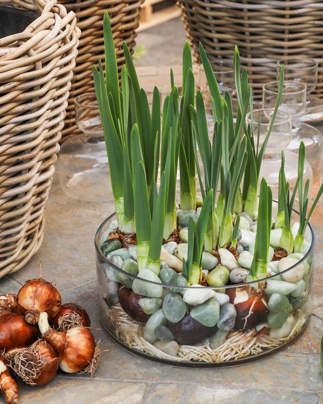 bulbes de Narcisse paperwhite en eau et graviers